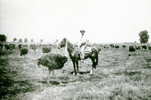 OS-38   Man with Ostriches- Bartlett-Heard Ranch