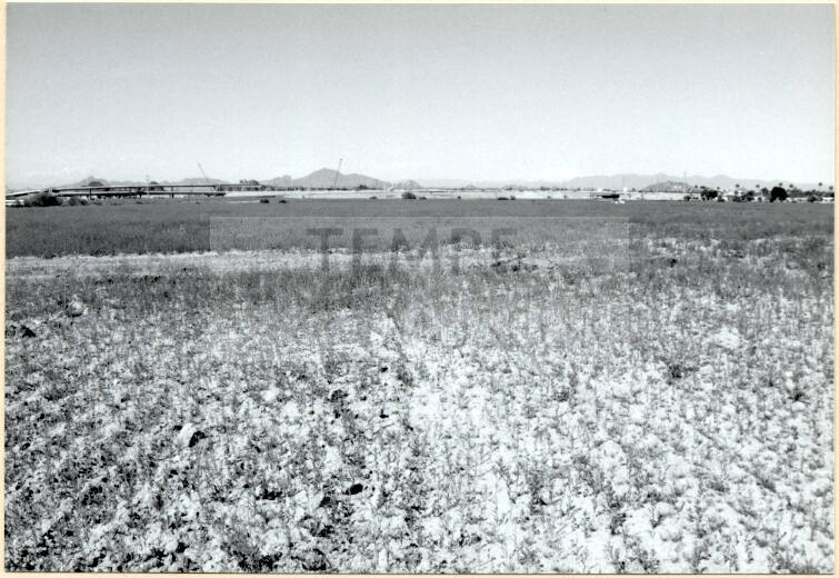 Photo Showing the Future Site of Arizona Mills Mall Prior to Construction.