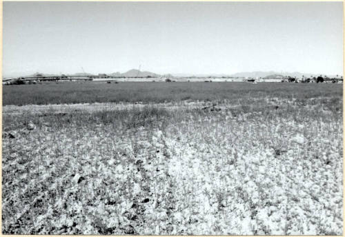 Photo Showing the Future Site of Arizona Mills Mall Prior to Construction.