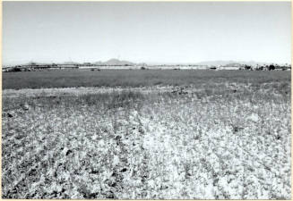 Photo Showing the Future Site of Arizona Mills Mall Prior to Construction.