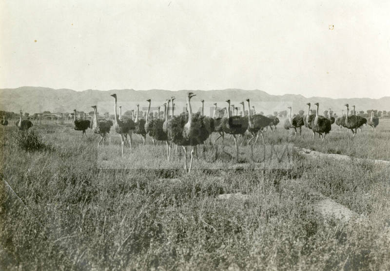 Ostriches on Farm Near Tempe Ostrich Company