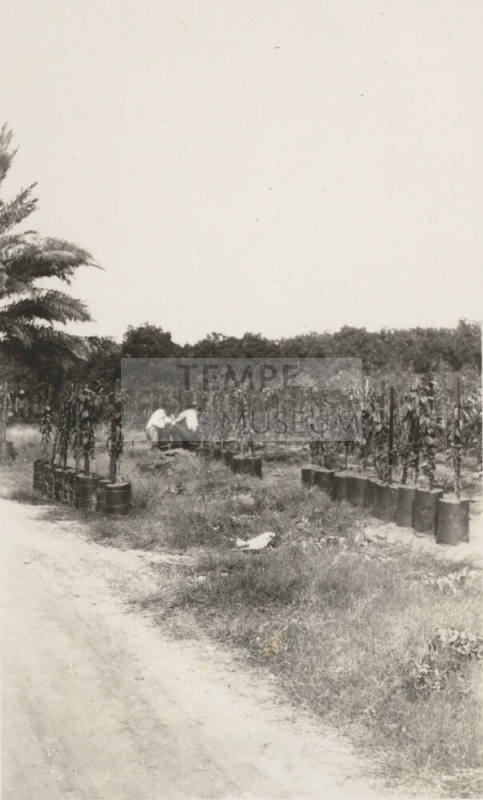 Date Farm,Young Date Palms in Buckets