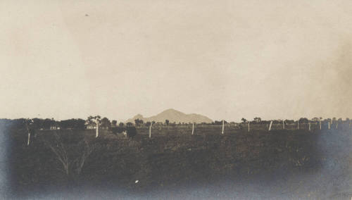 Cows in a Fenced Field and Camelback Mt