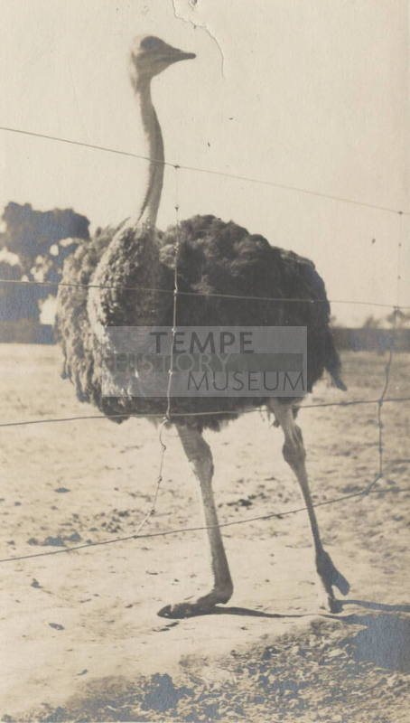 View of Large Ostrich Next to Wire Fence