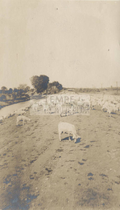 Goats Grazing in Field Near Canal