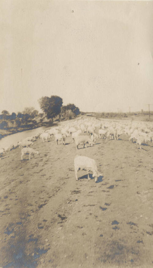 Goats Grazing in Field Near Canal