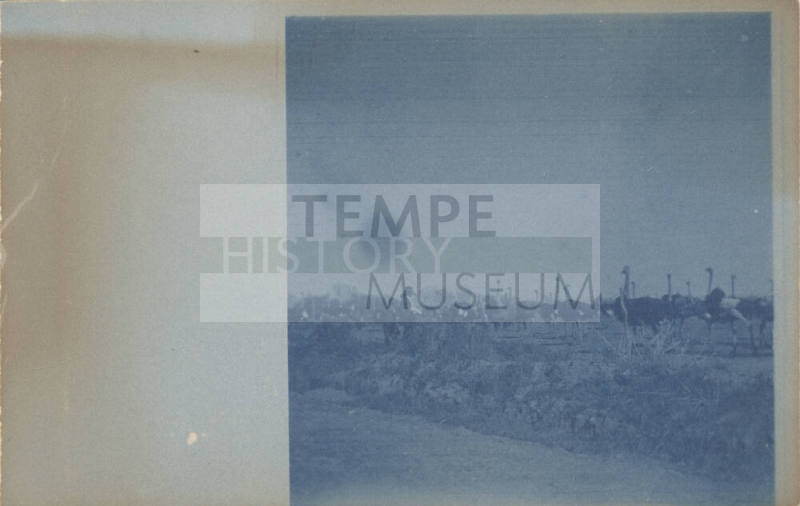 View of Unidentified Woman and Ostriches