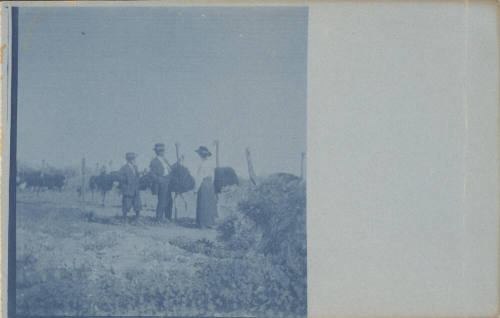 Three Unidentified People with Ostriches