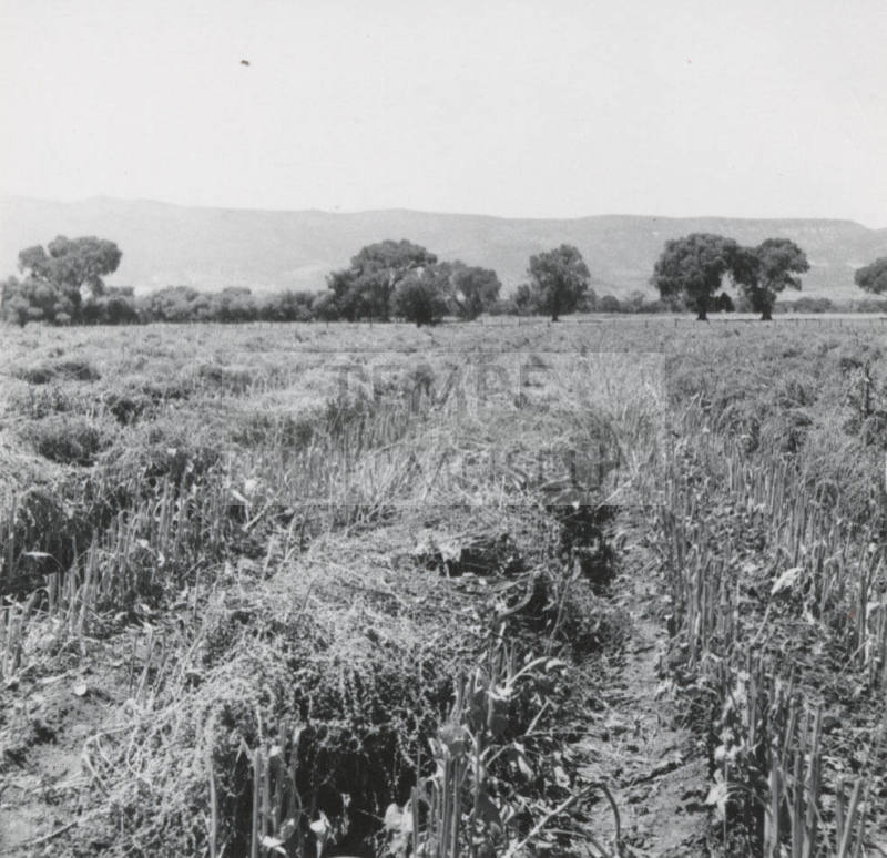 View of Leo Ramsey's Sugar Beet Field
