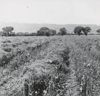 View of Leo Ramsey's Sugar Beet Field