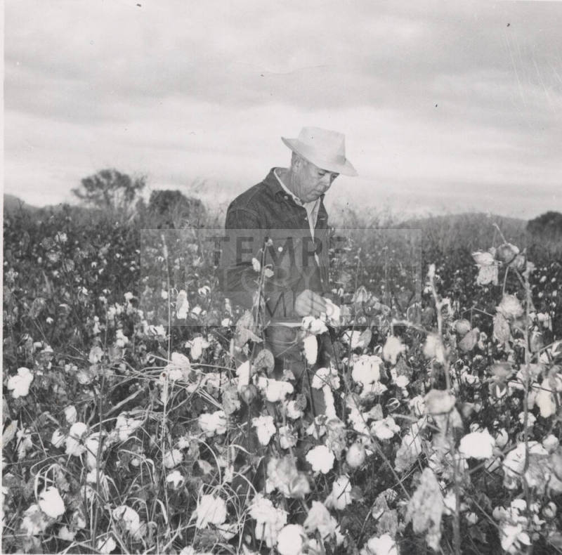Leo Ramsey Standing in His Cotton Field