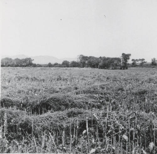 View of Leo Ramsey's Sugar Beet Field