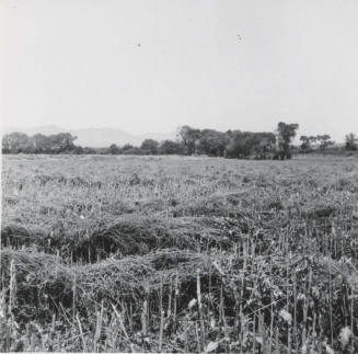 View of Leo Ramsey's Sugar Beet Field