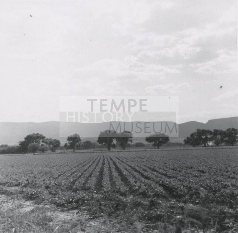 View of Leo Ramsey's Sugar Beet Field