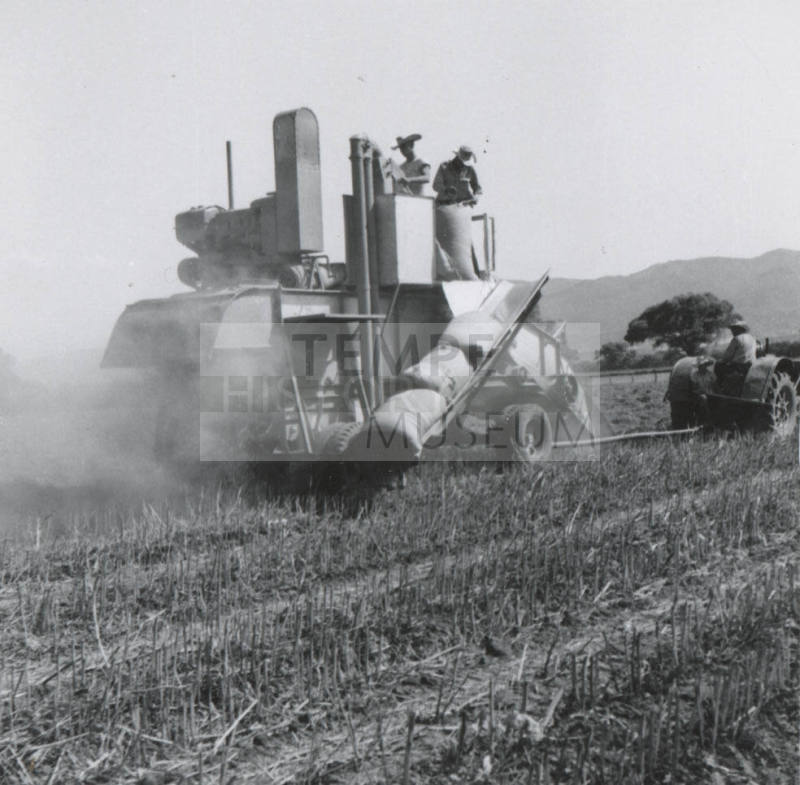 Thresher Harvesting Sugar Beet Seed