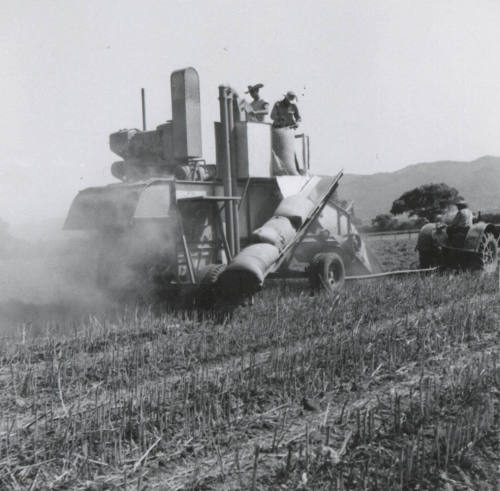 Thresher Harvesting Sugar Beet Seed