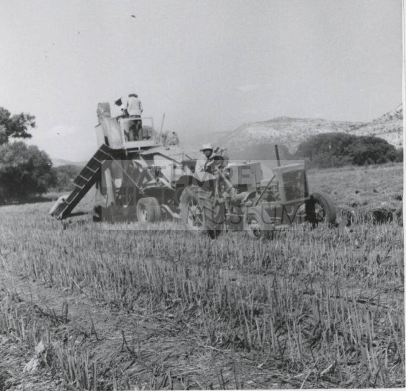 Thresher Harvesting Sugar Beet Seed