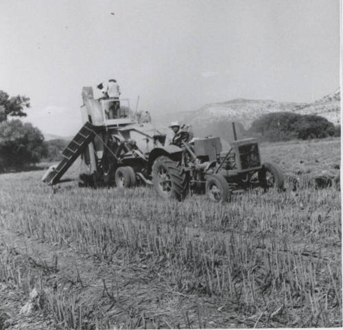 Thresher Harvesting Sugar Beet Seed