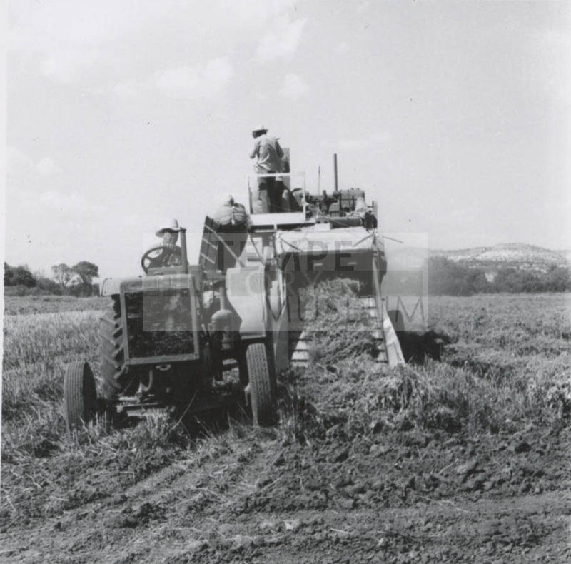 Thresher Harvesting Sugar Beet Seed