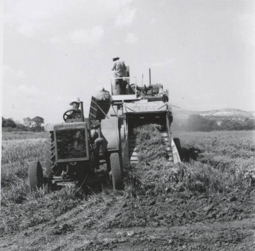 Thresher Harvesting Sugar Beet Seed