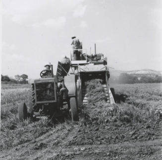 Thresher Harvesting Sugar Beet Seed