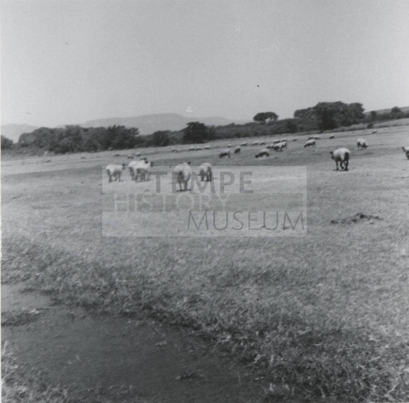 Sheep Pasturing on Leo Ramsey's Farm