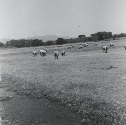 Sheep Pasturing on Leo Ramsey's Farm