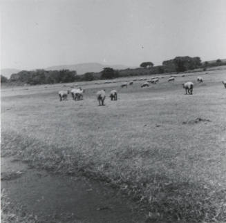Sheep Pasturing on Leo Ramsey's Farm