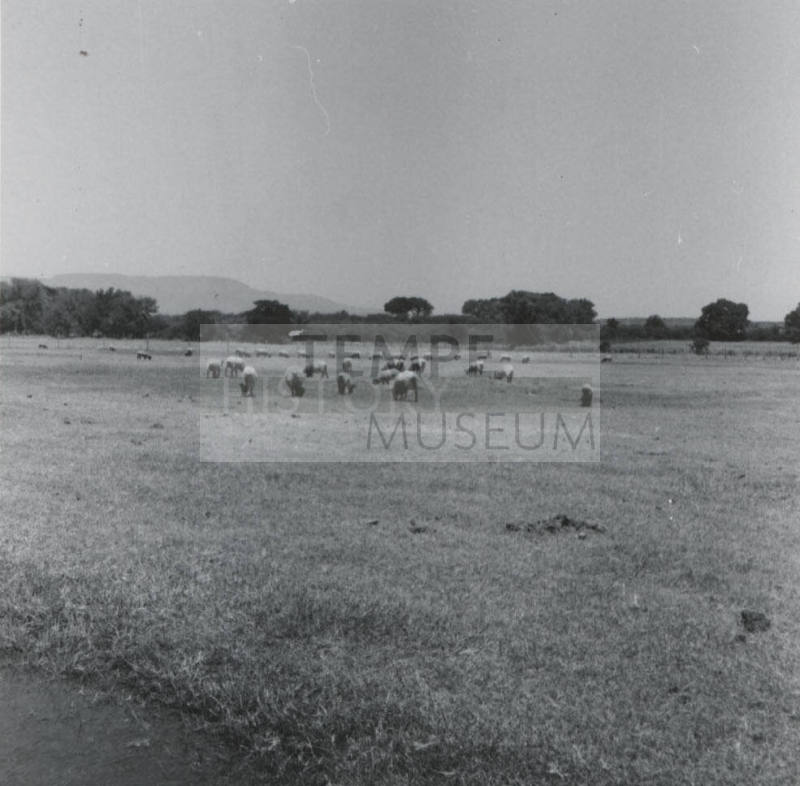 Sheep Pasturing on Leo Ramsey's Farm