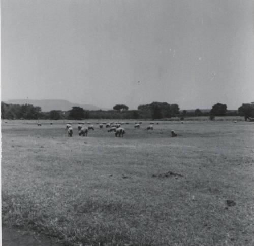 Sheep Pasturing on Leo Ramsey's Farm