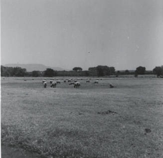 Sheep Pasturing on Leo Ramsey's Farm