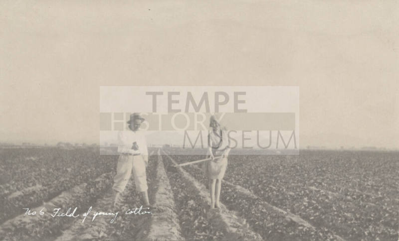 Farm Series "No. 6 Field of Young Cotton