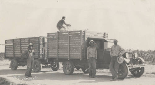Farm Series "No. 7 Harvest"