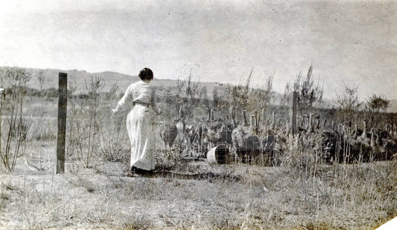 Estelle Craig Tending Ostriches