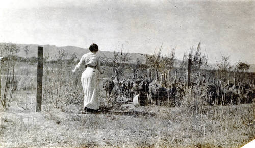 Estelle Craig Tending Ostriches