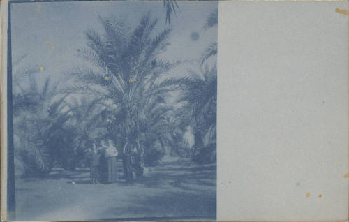 Unidentified Group Standing by Date Palm