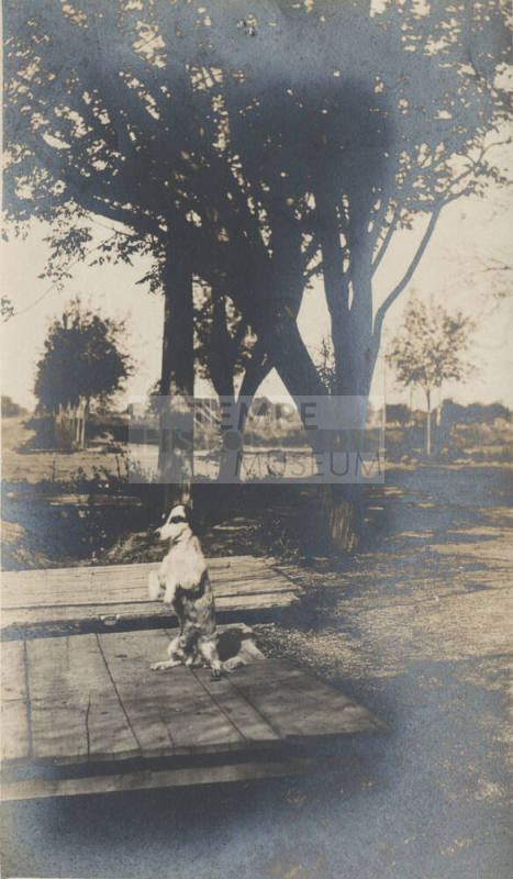 A Dog Sitting on Its Hind Legs