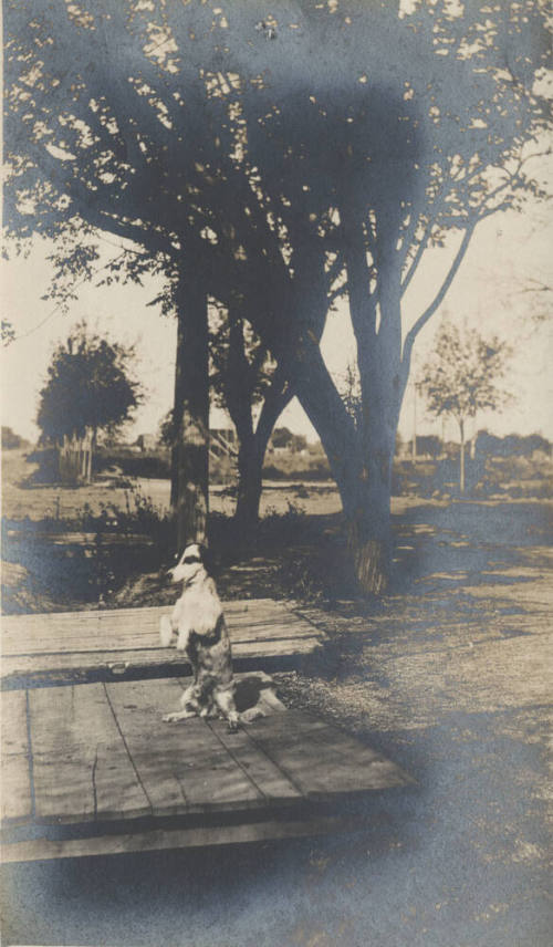 A Dog Sitting on Its Hind Legs