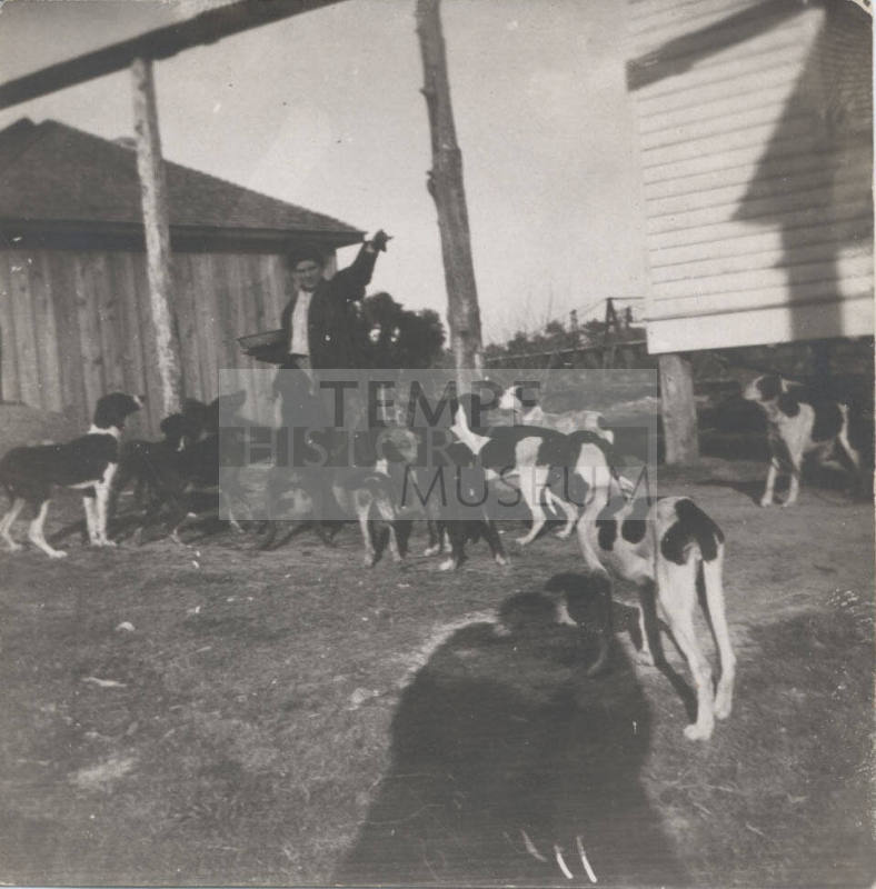 A Group of Dogs Being Fed