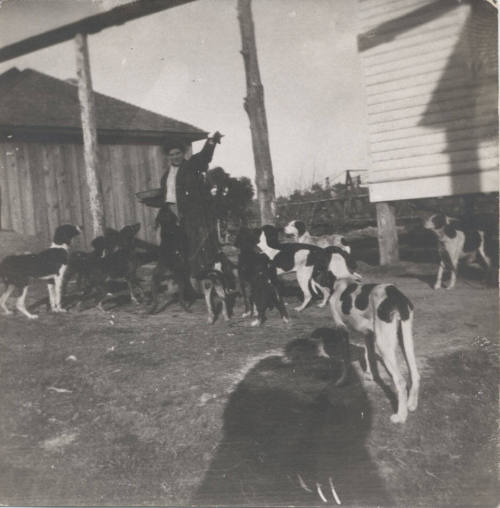 A Group of Dogs Being Fed