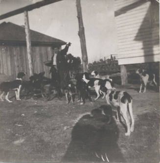 A Group of Dogs Being Fed