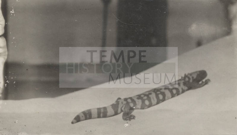 A Gila Monster Crawling on a Blanket