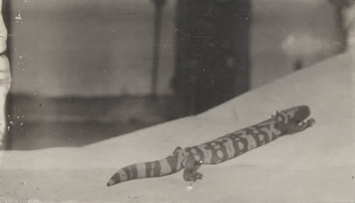 A Gila Monster Crawling on a Blanket