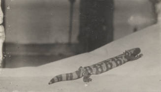 A Gila Monster Crawling on a Blanket