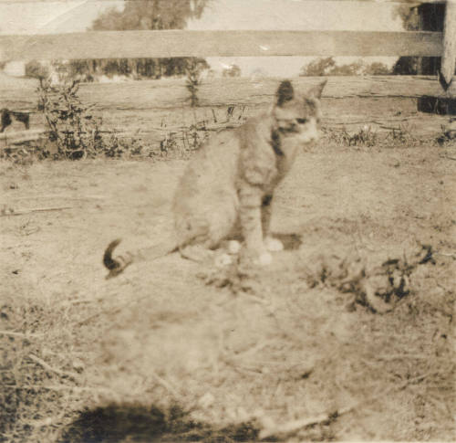 A Cat Sitting in a Fenced Area