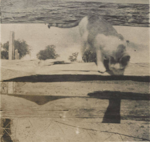 A Cat Ready to Jump Off a Fence