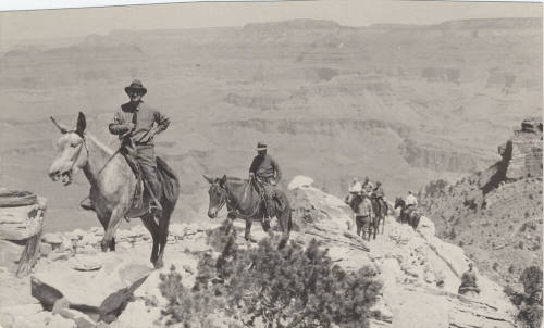 Mules, Bright Angel Trail, Grand Canyon