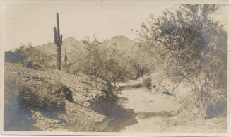 View of a Trail in Desert, Tempe