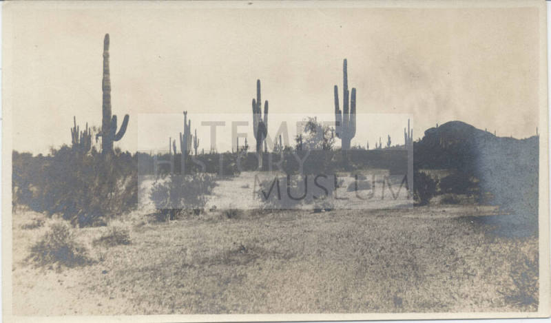 Cactus View in Desert, Tempe