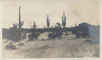 Cactus View in Desert, Tempe